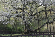 韓国人「2050年までに日本のソメイヨシノを『韓国桜』に植え替えよう！」韓国の日本桜からの『桜開放』に乗り出した人々　韓国の反応