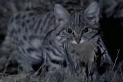 「最も恐ろしい猫」と言われているクロアシネコ、ハンティングした獲物を咥えている姿が可愛らしい。