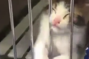 お願いだから家に連れて行って！必死に訴えかける子猫の必死っぷり。海外の反応