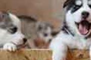 外国人「約200万円かけて犬に変身した日本人男性、初めて人前で散歩する」