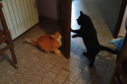 忍び寄る黒い影。年上マンチカンを驚かすのが大好きな黒猫ちゃんが面白い