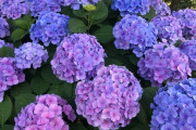 海外「日本旅行で東京、大阪、京都、奈良、福岡、鹿児島に行ってきたらか写真を紹介するよ！」日本旅行に対する海外の反応