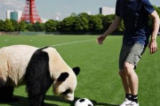 田中碧、ガーナ戦で試合中に相手ベンチを訪れ謝罪　中国人「彼のせいではない」「これが日本サッカーの真髄」