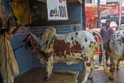 パキスタンの洗車場に動物が続々と「来店」 その驚きの理由とは