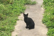野良猫が奇妙な鳴き声で家に入らせろと要求→ 入れてやると幸せすぎる結末に！！