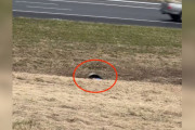 【海外】高速道路のトンネルで見つけたふわふわのシニア犬、通勤者たちが立ち止まった理由とは？
