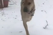 【凄すぎ】右の2本足だけで動き回るワンちゃん