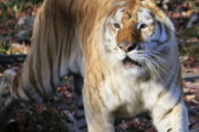 【韓国の反応】日本の動物園150キロ、ベンガルトラ、職員3人を攻撃。女性飼育士が右手首を失う…韓国の反応「本能に忠実な虎を非難するのはあまりにも人間基準。」