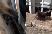 鉄条網に尻尾が絡み抜け出せなくなったシャム猫が、救助され尻尾を失うも元気に回復して元の生活に戻るまで