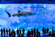 海外「レストランじゃなくて？」　日本の水族館の大パノラマが圧巻！　海外の反応
