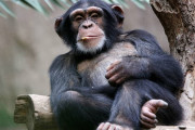 【悲報】チンパンジーとガチの恋愛関係に落ちた淑女、動物園から出禁を食らうｗｗｗｗｗ