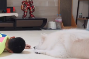 大変だ、ご主人様が倒れちゃった！主人が倒れたときの猫と犬の反応の違い。海外の反応