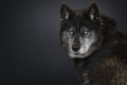 でかい！キッチンを物色中の狼犬、吊り戸棚にも簡単に届く驚異のサイズ感