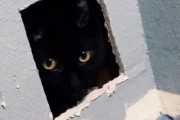 猫が消えた！鳴き声を頼りに探したところ、リフォームした壁に埋め込まれていた件