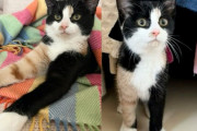 【海外】シャイな子猫を家に迎え入れたら、驚くべき成長を遂げた！その決断がもたらした幸せとは？