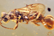 【海外】恐怖の古代寄生バチ、その“尻”で獲物をキャッチ！太古の奇妙な生態とは？