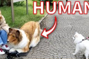 【海外】「本物そっくりだ！」リアルすぎる犬の着ぐるみを見た犬と人々のリアクションが面白すぎると海外で話題に！