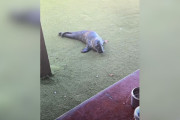 【海外】赤ちゃんアザラシがカフェに登場！お客さんたちを驚かせながらウトウト眠る姿にほっこり