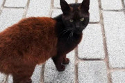 体の途中から色が違う！黒と茶の2色使いが斬新なトルコの猫が話題に