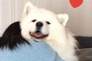 サモエドは飼い主さんにハグをされ続けるとどうなるのか？試してみたら反応が可愛かった！