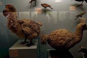 【海外】新発見！絶滅したドードー鳥が「愚か者」とされた誤解を覆す