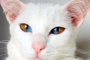 外国人「遺伝的に珍しい特徴を持ってるペットを見せてくれ！」