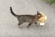 ネコちゃんがトラをくわえてお散歩...？その可愛すぎる背景とは！海外の反応