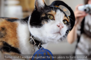 【海外の反応】「日本の猫は今や女神です」日本の猫駅長。