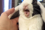 「な、なんだってー？！」飼主さんに衝撃の告白をされて愕然とするうさぎの動画