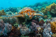 【海外】世界のサンゴ礁：生態系を支える驚きのコミュニティたち