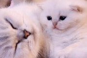 ママを甘噛みする、生後25日の可愛い子猫に癒されます