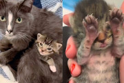 【海外】「警察馬術部隊に現れた野良猫、子猫を産んで運命が大逆転！」
