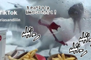 ホラー映画かな？カモメ集団、車内のポテトを奪おうと執拗にガラス越しから攻撃
