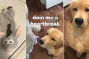 大事なぬいぐるみを洗われ壊されてしまった犬→飼い主さんを許すかわりに提示した３つの条件とは？！