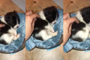 生後3週間の子犬をくすぐってみたら、足をパタパタ最高にかわいい動きで返してくれた♪