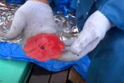【海外の反応】「日本に新種のタコが発見されただと！？」日本のカップメンダコ。