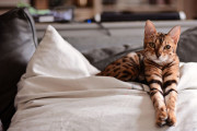 【海外】くしゃみ知らず！アレルギーしにくい猫ちゃん17選