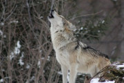自然は辛いよ…雪山のハンター狼ｖｓバイソン→衝撃的な結末が…「我々の中には偽者が一人いる」「自分以外は絶対に信用しないという真の例」海外の反応