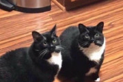 行方不明の猫が見つかった！と思ったら別猫だった。その後本物の猫が戻ってきて飼い主混乱