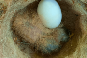【海外】「毛虫のようなハチドリの雛、鳥類における珍しい擬態の証拠？」