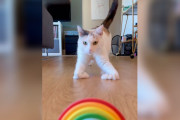 【海外】スキーのような足を持った猫、ユニークな歩き方を発明！その愛らしい姿に癒される動画！
