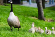 カモと子ガモちゃんたちが学校に遊びに来たよ♪「実は校長なのでは！？」「教育熱心なシングルマザー」海外の反応