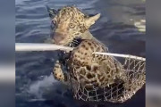 【海外】驚きの大漁！漁師たち、奇跡の「キャッチ」後の逃げ帰りレースに挑む
