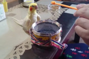 飼い主と一緒に太鼓を叩きたいインコが可愛すぎると話題に（海外の反応）