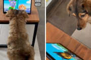 （こんなにアニメ好きな犬がいるなんて…）大好きなおやつもガン無視でタブレットに釘付けなワンコ、マーラちゃん