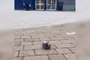 【海外】地面で鳴く赤ちゃんを助けたカップル、運命の友達に出会う！