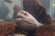 海外「水族館に行ってから雪だるまを作った！」日本で体験した楽しいことに対する海外の反応
