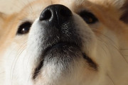 可愛い？かわいそう？ 海外から賛否両論の柴犬カフェ in 原宿 海外の反応
