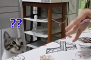 消えた？だと？カード飛ばしトリックに混乱する猫のキョトン