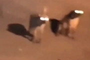 【衝撃映像】ハイエナの群れの中を平然と歩く女性→「彼女はいったい何者なんだ」